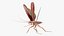 Flying Cockroach Rigged