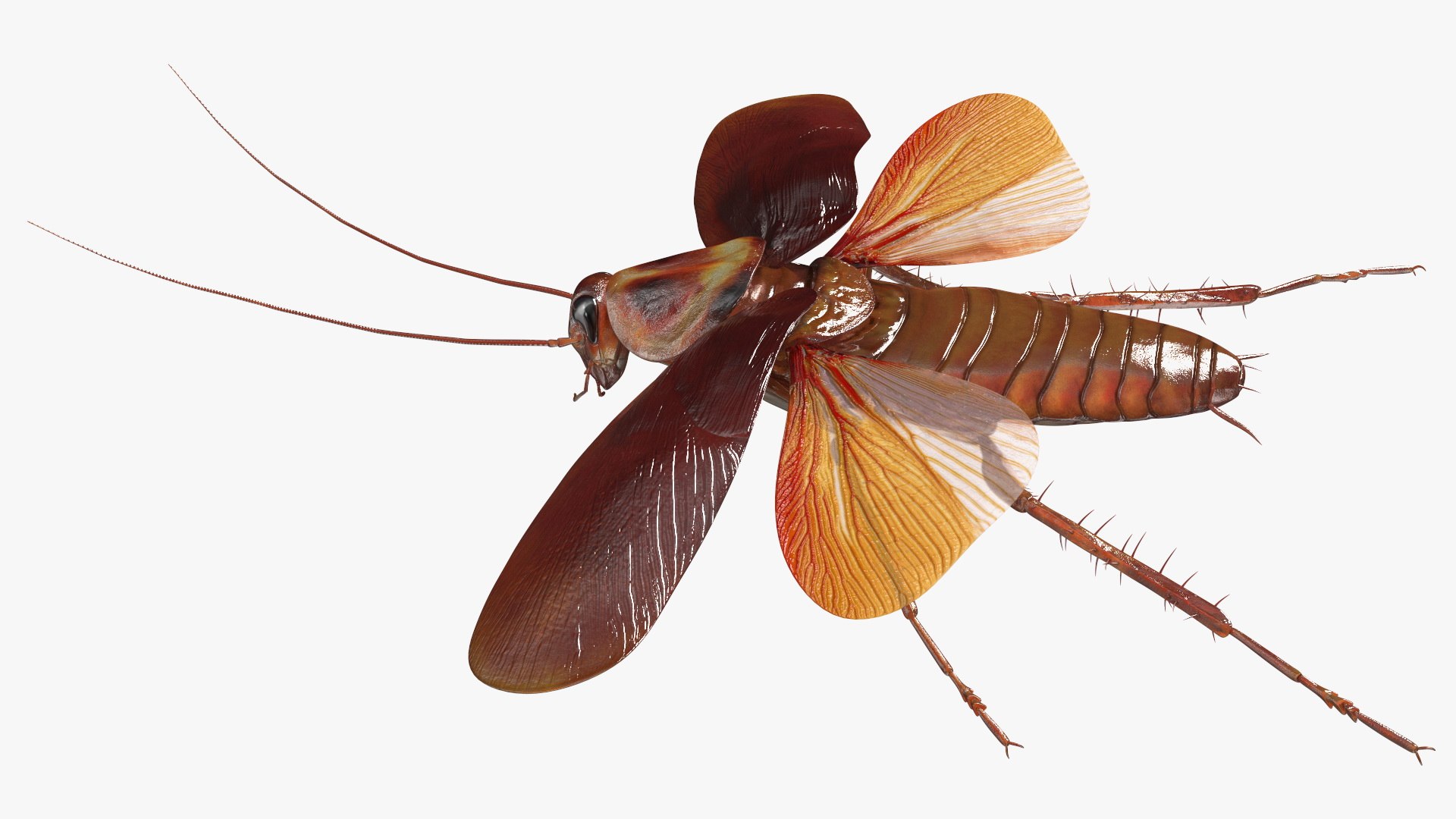 3D model Flying Cockroach Rigged https://p.turbosquid.com/ts-thumb/uG/RVgzvl/po/flyingcockroachriggedmb3dmodel021/jpg/1684484959/1920x1080/fit_q87/5550ec92e06b99650b9b57ccc0a8e882b0e1c425/flyingcockroachriggedmb3dmodel021.jpg