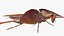 Flying Cockroach Rigged