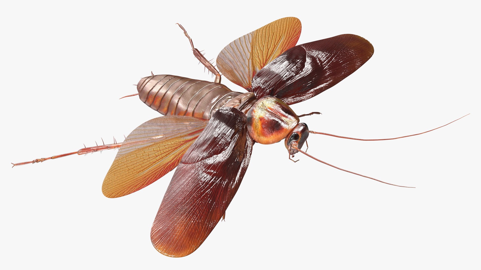 3D model Flying Cockroach Rigged https://p.turbosquid.com/ts-thumb/uG/RVgzvl/xB/flyingcockroachriggedmb3dmodel019/jpg/1684484953/1920x1080/fit_q87/6dda8141d18a4ae2e58b3859c6df9d2f64216434/flyingcockroachriggedmb3dmodel019.jpg