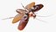 Flying Cockroach Rigged