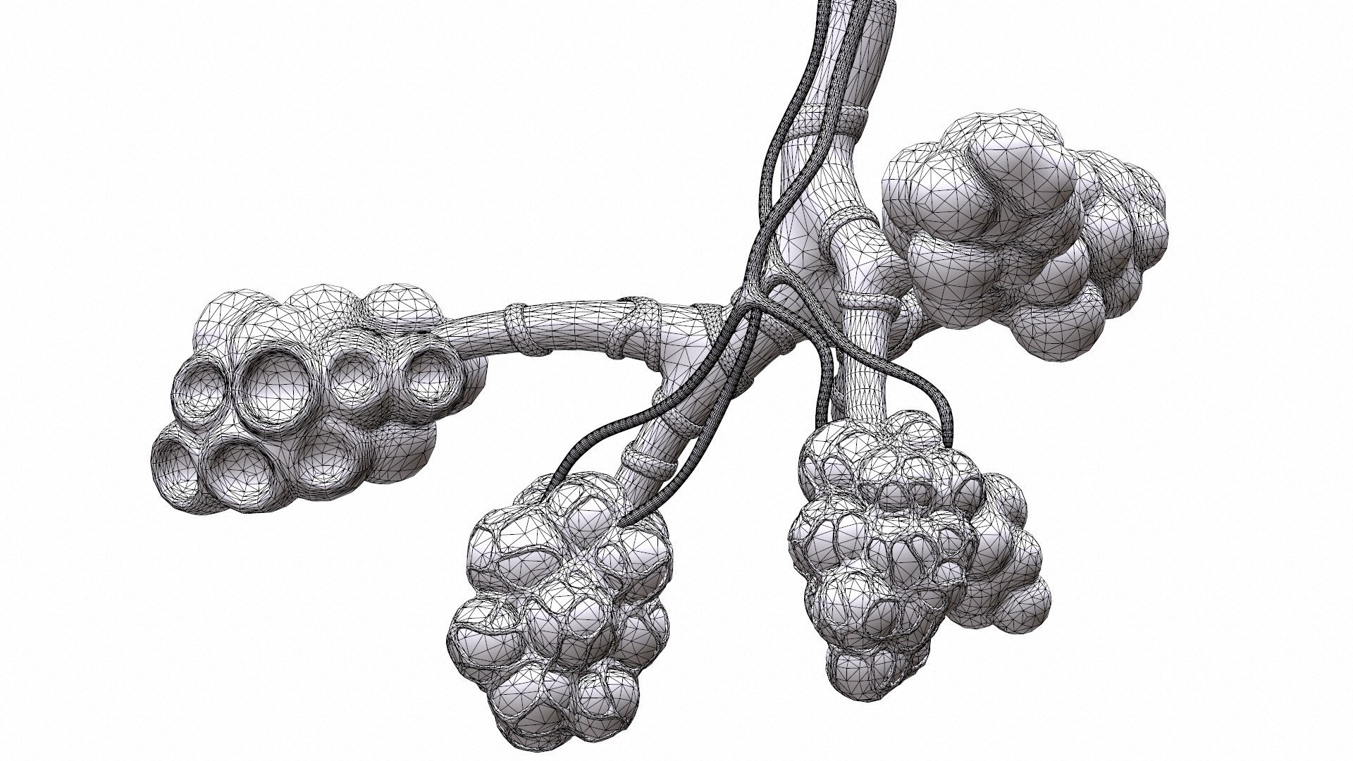 3D Realistic Human Bronchi Alveoli - TurboSquid 1662185