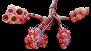 3D realistic human bronchi alveoli