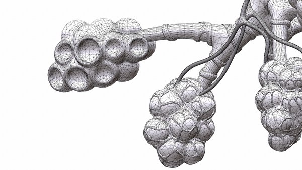 リアルな人間の気管支肺胞の解剖学C4D3Dモデル - TurboSquid 1662185