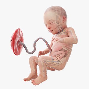 Fetus Anatomy Week 31 Animated 3D model
