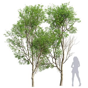 New Tree High detail Prunus Spinosa Summer