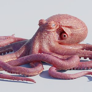 giant pacific octopus 3D