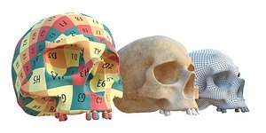 Anatomy Figures - Skull Dummy model