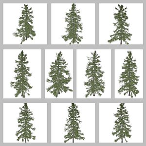 Alaska Cedar Tree Collection 3D model