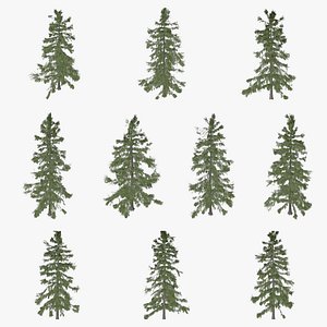 Alaska Cedar Tree Collection