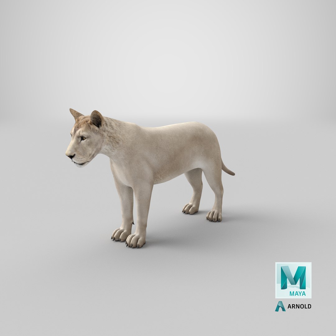 3D White Young Lion model https://p.turbosquid.com/ts-thumb/uH/7kJM9x/Au/stemcell_maya_arnold_render/png/1644912045/1920x1080/fit_q87/4960429fc9abf52a631c7079582d960876cebb6d/stemcell_maya_arnold_render.jpg
