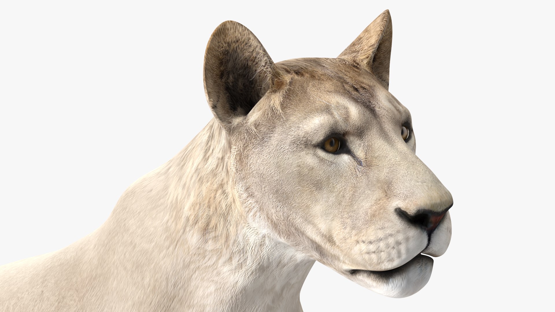 3D White Young Lion model https://p.turbosquid.com/ts-thumb/uH/7kJM9x/Rl/whiteyounglionc4dmodel006/jpg/1625068766/1920x1080/fit_q87/3e20a7b4df01af530f668d93b568657bec5dbfa9/whiteyounglionc4dmodel006.jpg