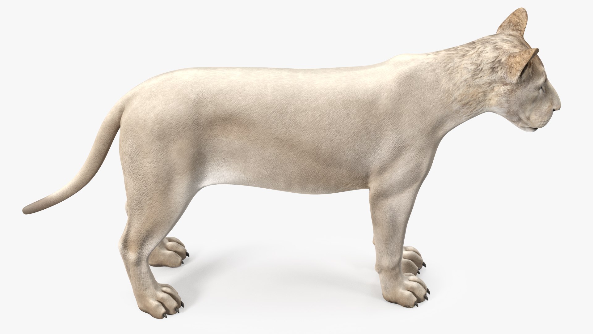 3D White Young Lion model https://p.turbosquid.com/ts-thumb/uH/7kJM9x/UZ/whiteyounglionc4dmodel010/jpg/1625068776/1920x1080/fit_q87/c45a86607a47d9a7366ace97409336e2c8177f65/whiteyounglionc4dmodel010.jpg