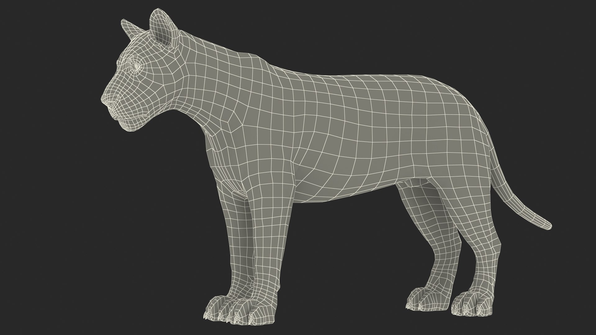 3D White Young Lion model https://p.turbosquid.com/ts-thumb/uH/7kJM9x/VZ/whiteyounglionc4dmodel026/jpg/1625068814/1920x1080/fit_q87/5aad6ece79008039a517e8923d2d3cf70b21bde5/whiteyounglionc4dmodel026.jpg