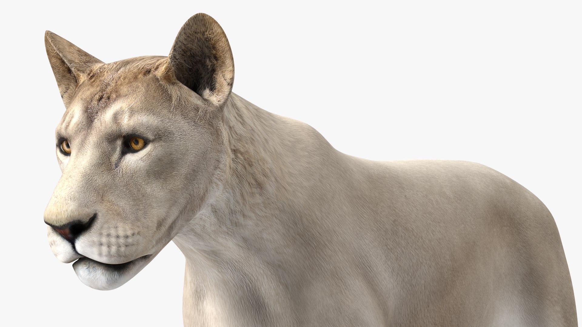 3D White Young Lion model https://p.turbosquid.com/ts-thumb/uH/7kJM9x/Yb/whiteyounglionc4dmodel008/jpg/1625068771/1920x1080/fit_q87/a6dba6a7889dbab88dafd04fb20b7cb343ac1a72/whiteyounglionc4dmodel008.jpg