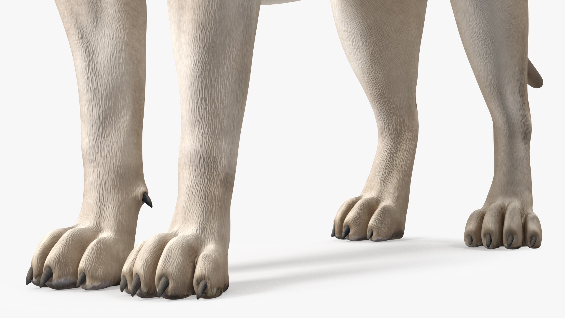 3D White Young Lion model https://p.turbosquid.com/ts-thumb/uH/7kJM9x/a4/whiteyounglionc4dmodel015/jpg/1625068787/1920x1080/fit_q87/92ae9ff385f8b042e9cd38213f62bfeac443256b/whiteyounglionc4dmodel015.jpg