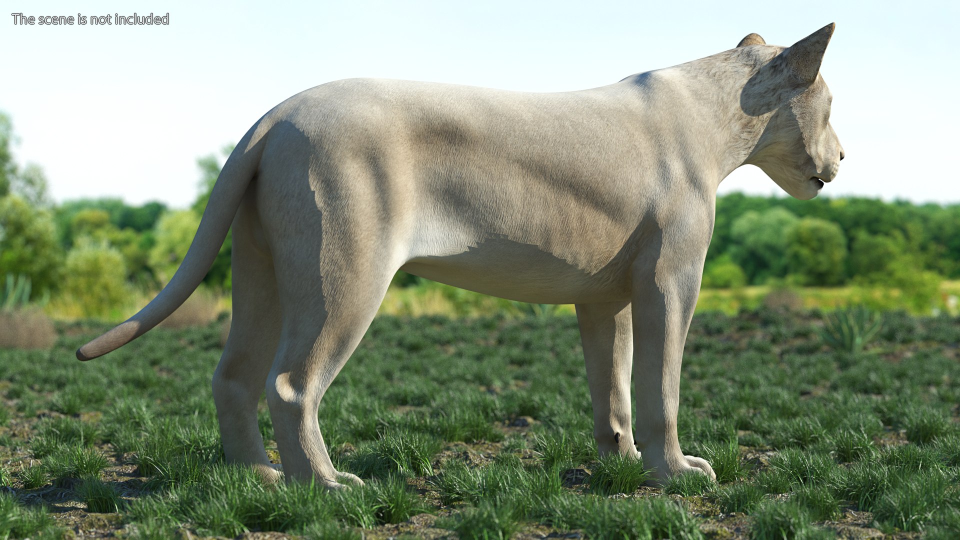 3D White Young Lion model https://p.turbosquid.com/ts-thumb/uH/7kJM9x/wI/whiteyounglionc4dmodel003/jpg/1625068760/1920x1080/fit_q87/c3b9481de5c05856c09ad2eecd6e331761f2dcd0/whiteyounglionc4dmodel003.jpg