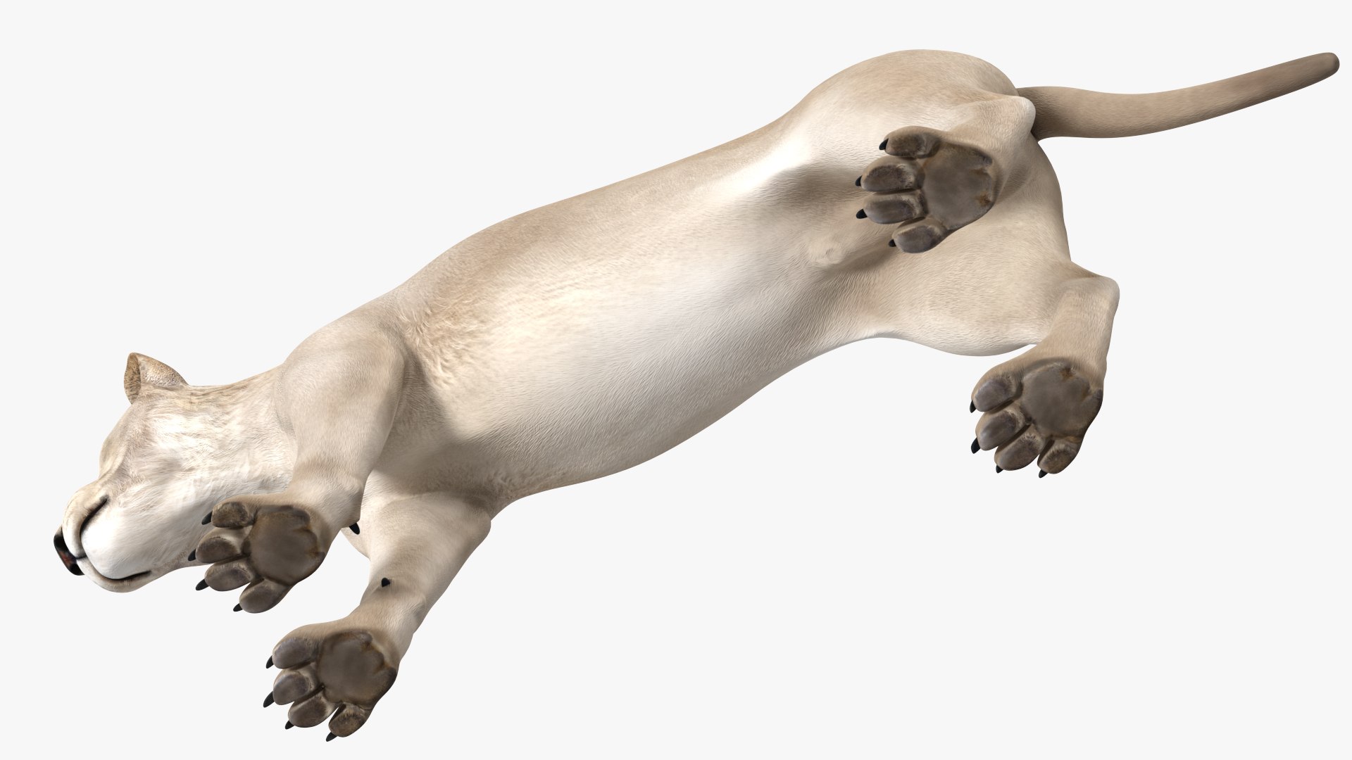 3D White Young Lion model https://p.turbosquid.com/ts-thumb/uH/7kJM9x/xj/whiteyounglionc4dmodel011/jpg/1625068778/1920x1080/fit_q87/7eda39e54e064789fcaa3b2d28f49a0a2b5abe33/whiteyounglionc4dmodel011.jpg