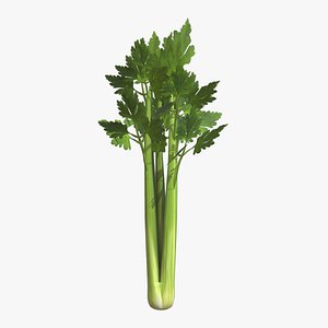 3D Celery Low Poly model