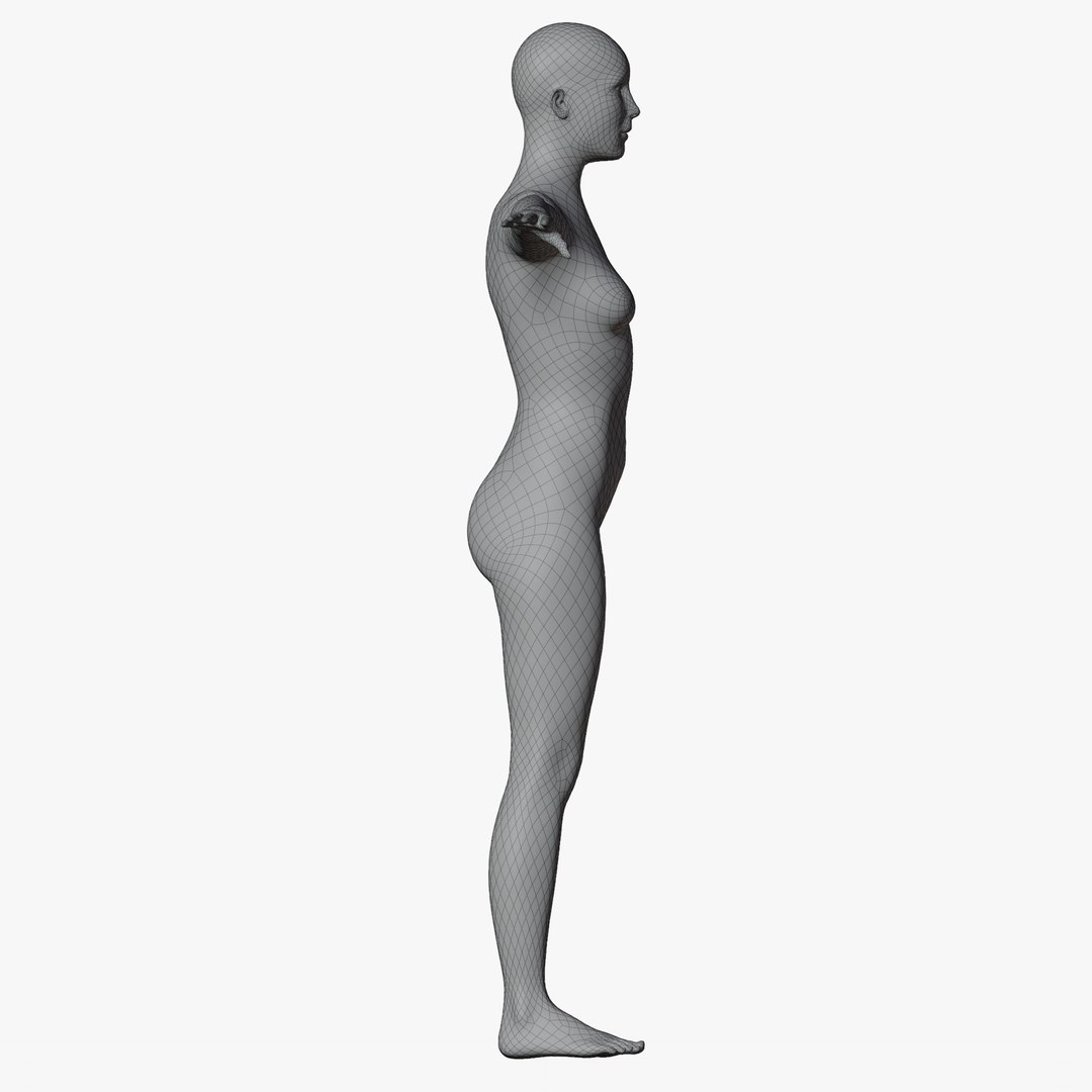 Rigged Male and Female Mannequin model https://p.turbosquid.com/ts-thumb/uH/GIvsDZ/k3/wire360fema7/png/1716517146/1920x1080/fit_q87/6a1e603b5be12dc6f4d8ce9f1907864d822a4e84/wire360fema7.jpg