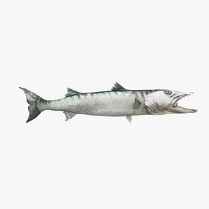 Great Barracuda