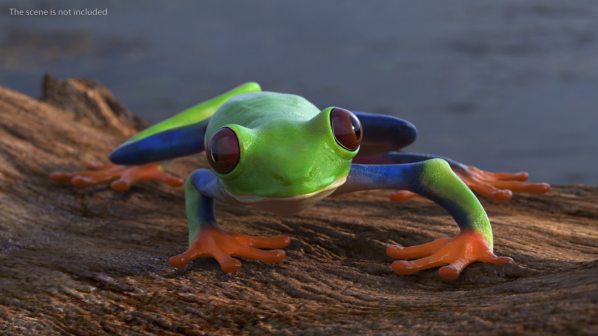 Agalychnis Callidryas 3D model https://p.turbosquid.com/ts-thumb/uH/Lp4yOB/9J/agalychniscallidryasc4dmodel004/jpg/1722516337/1920x1080/fit_q87/e46e1eb7f999c78185d3dcde04b9c46e49b53d7b/agalychniscallidryasc4dmodel004.jpg