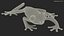 Agalychnis Callidryas