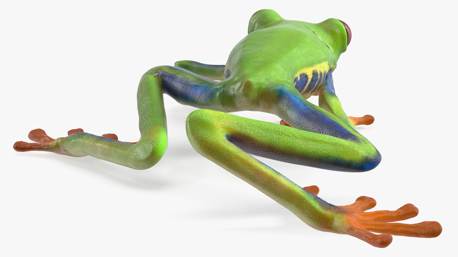Agalychnis Callidryas 3D model https://p.turbosquid.com/ts-thumb/uH/Lp4yOB/GA/agalychniscallidryasc4dmodel010/jpg/1722516373/1920x1080/fit_q87/2015728b3ab6ab704db377d9878cebc2ab82befc/agalychniscallidryasc4dmodel010.jpg