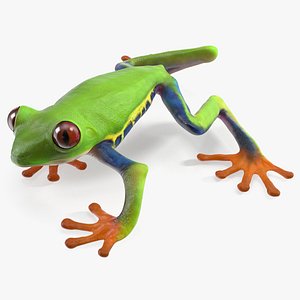 Agalychnis Callidryas 3D model