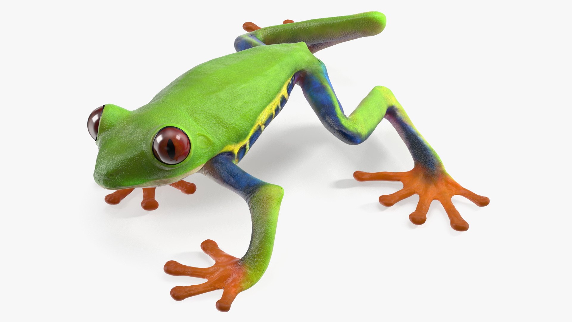 Agalychnis Callidryas 3D model preview