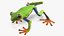 Agalychnis Callidryas