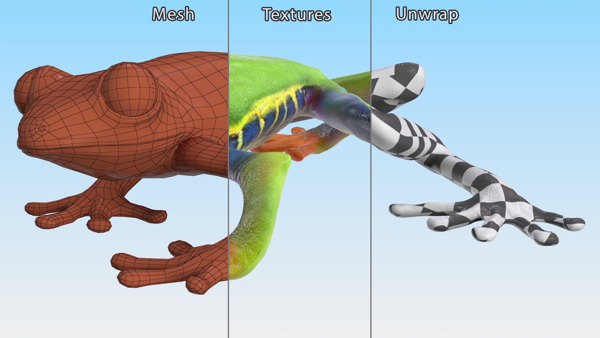 Agalychnis Callidryas 3D model https://p.turbosquid.com/ts-thumb/uH/Lp4yOB/Mz/agalychniscallidryasc4dmodel011/jpg/1722516380/1920x1080/fit_q87/13c33e2e5e0e8c74a9192936ef6846cfa4d90842/agalychniscallidryasc4dmodel011.jpg