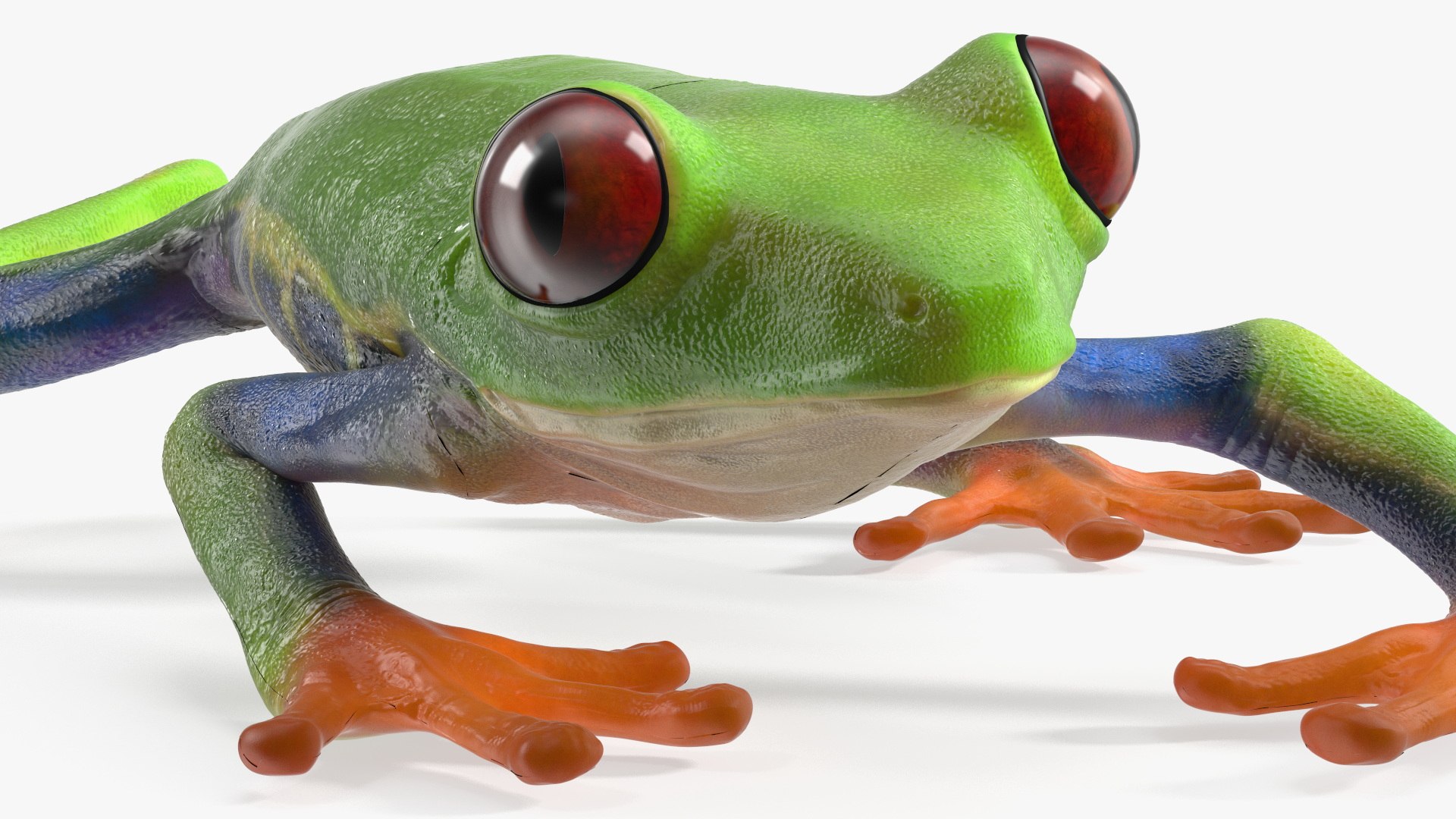 Agalychnis Callidryas 3D model https://p.turbosquid.com/ts-thumb/uH/Lp4yOB/SW/agalychniscallidryasc4dmodel009/jpg/1722516368/1920x1080/fit_q87/766e1569b48c0d15811f4200e0d2da59abe19f55/agalychniscallidryasc4dmodel009.jpg