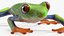 Agalychnis Callidryas