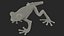 Agalychnis Callidryas