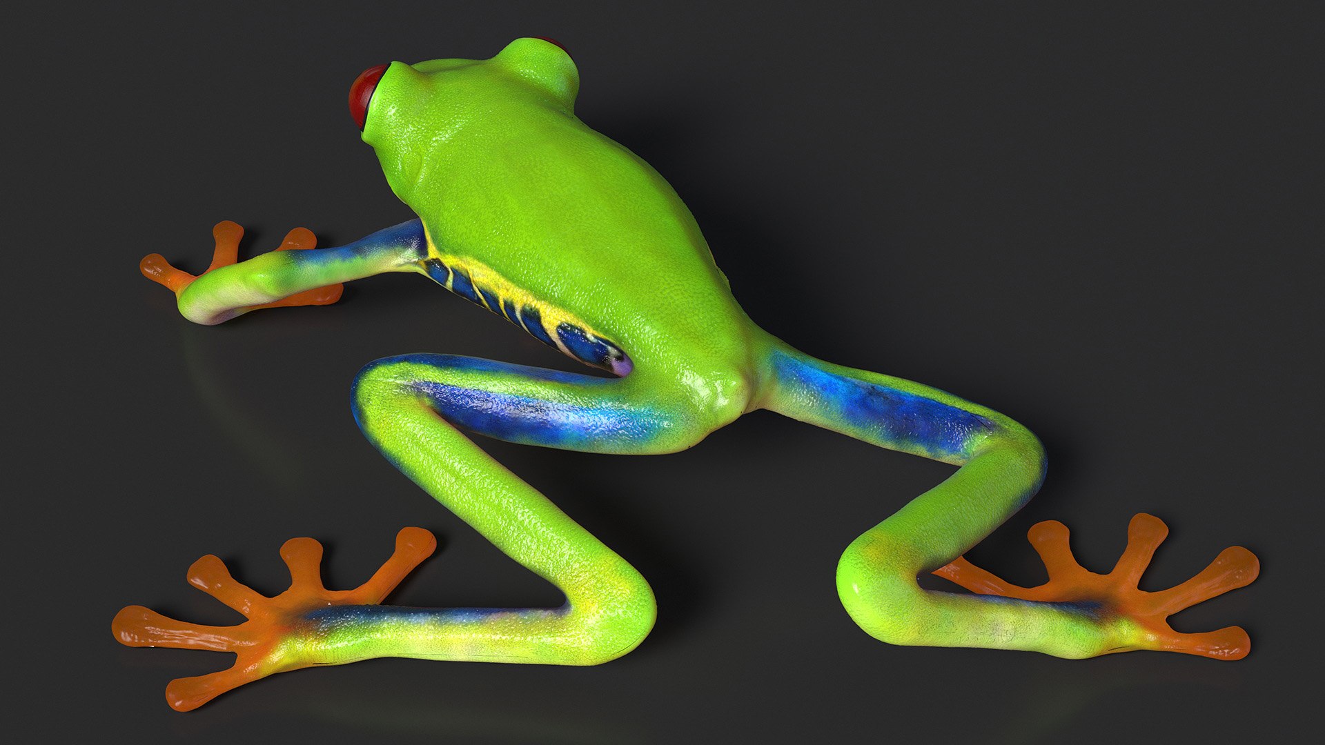 Agalychnis Callidryas 3D model https://p.turbosquid.com/ts-thumb/uH/Lp4yOB/VR/agalychniscallidryasc4dmodel007/jpg/1722516356/1920x1080/fit_q87/6dbf40d74e024435b8f443ee84b80136d1090641/agalychniscallidryasc4dmodel007.jpg