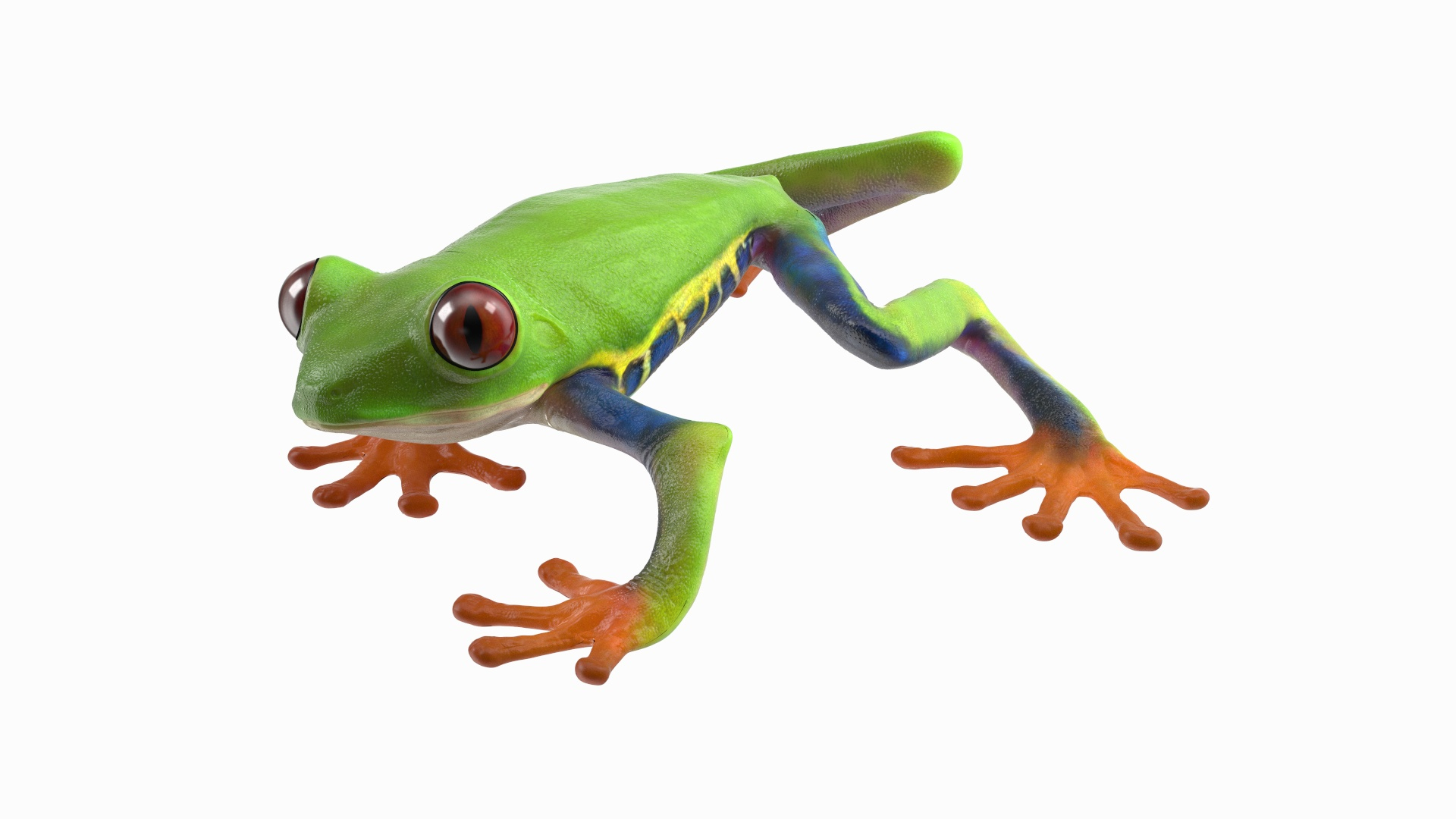 Agalychnis Callidryas 3D model https://p.turbosquid.com/ts-thumb/uH/Lp4yOB/fe/agalychnis_callidryas_360/jpg/1722515987/1920x1080/turn_fit_q99/a1db4ea982201033825b82fe5f6e79ed22e296c5/agalychnis_callidryas_360-1.jpg