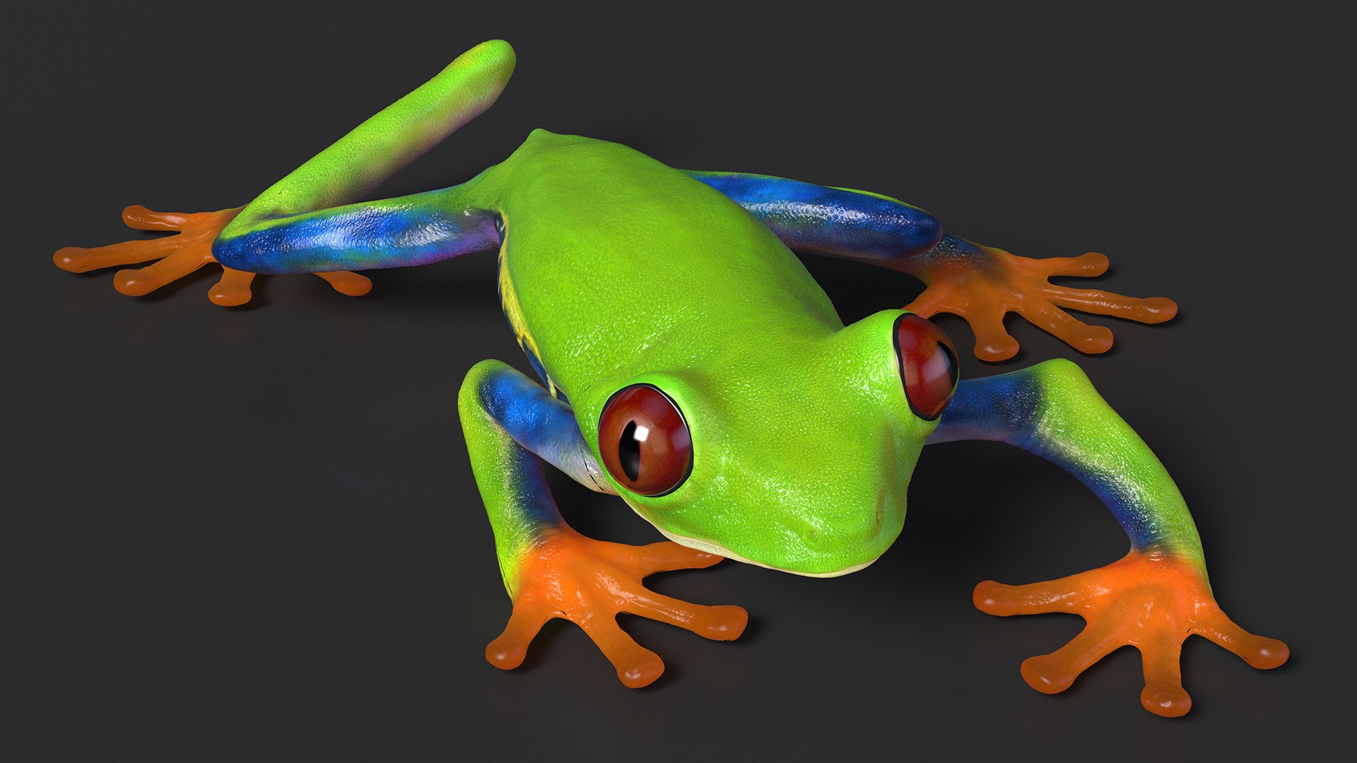 Agalychnis Callidryas 3D model https://p.turbosquid.com/ts-thumb/uH/Lp4yOB/gl/agalychniscallidryasc4dmodel006/jpg/1722516349/1920x1080/fit_q87/6a9d53ccf60ab35c450e2ce215bc4144c1420d7a/agalychniscallidryasc4dmodel006.jpg