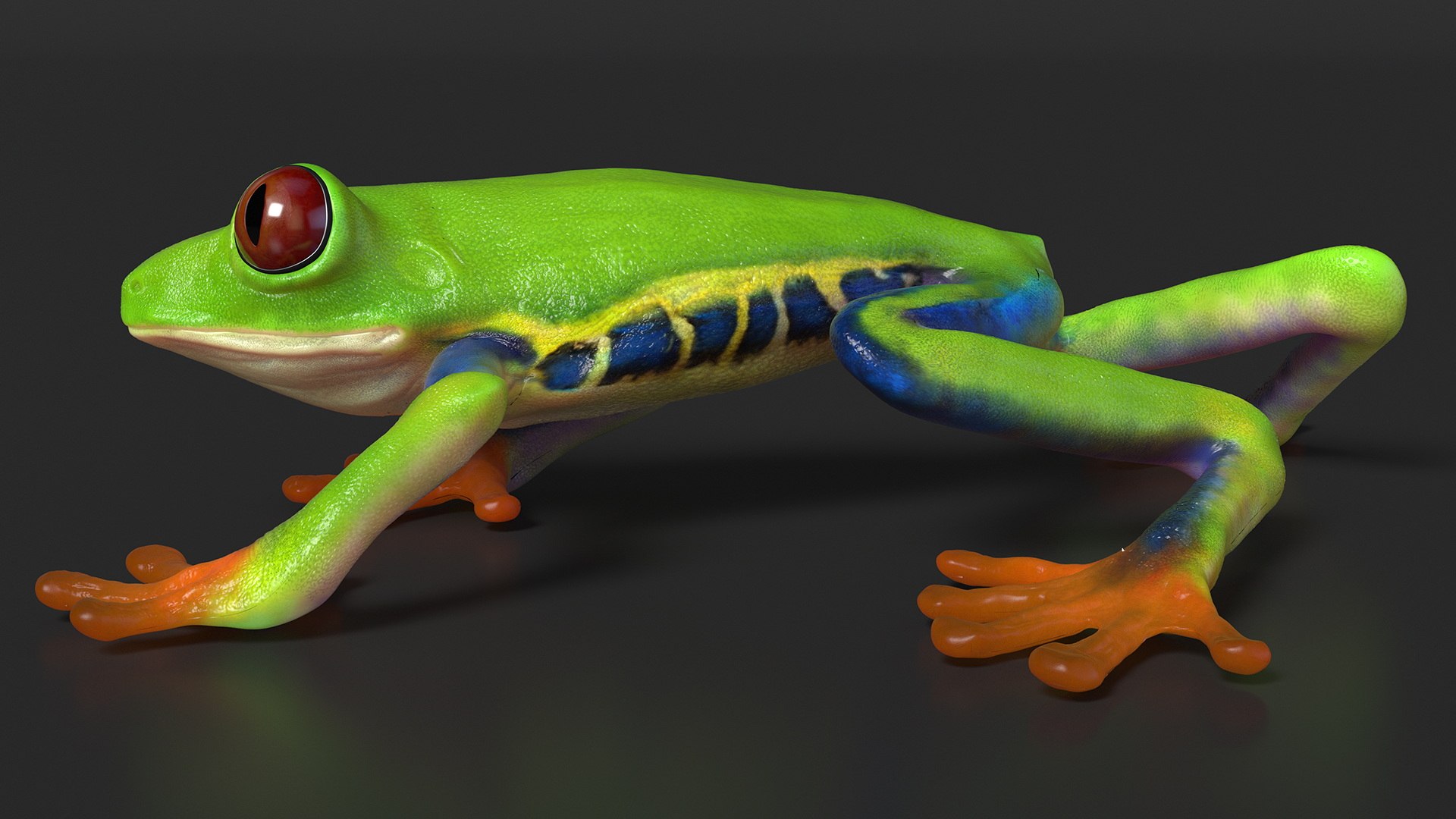 Agalychnis Callidryas 3D model https://p.turbosquid.com/ts-thumb/uH/Lp4yOB/kH/agalychniscallidryasc4dmodel005/jpg/1722516342/1920x1080/fit_q87/e2d8de51daac1c6ec793744f2c80d29a7a837ae0/agalychniscallidryasc4dmodel005.jpg
