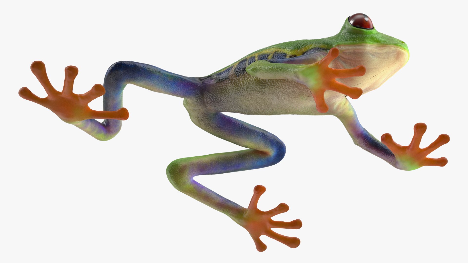 Agalychnis Callidryas 3D model https://p.turbosquid.com/ts-thumb/uH/Lp4yOB/km/agalychniscallidryasc4dmodel008/jpg/1722516362/1920x1080/fit_q87/0dc05c4b32c52640524c45991add3f614cf39274/agalychniscallidryasc4dmodel008.jpg