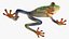 Agalychnis Callidryas
