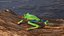 Agalychnis Callidryas