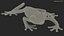 Agalychnis Callidryas