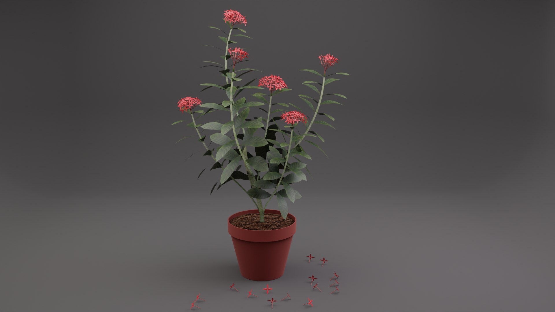 Ixora Plant 3D Model - TurboSquid 2087917