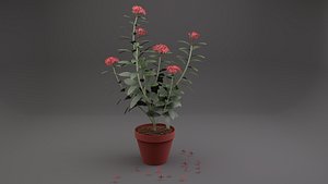 Ixora Plant 3D model