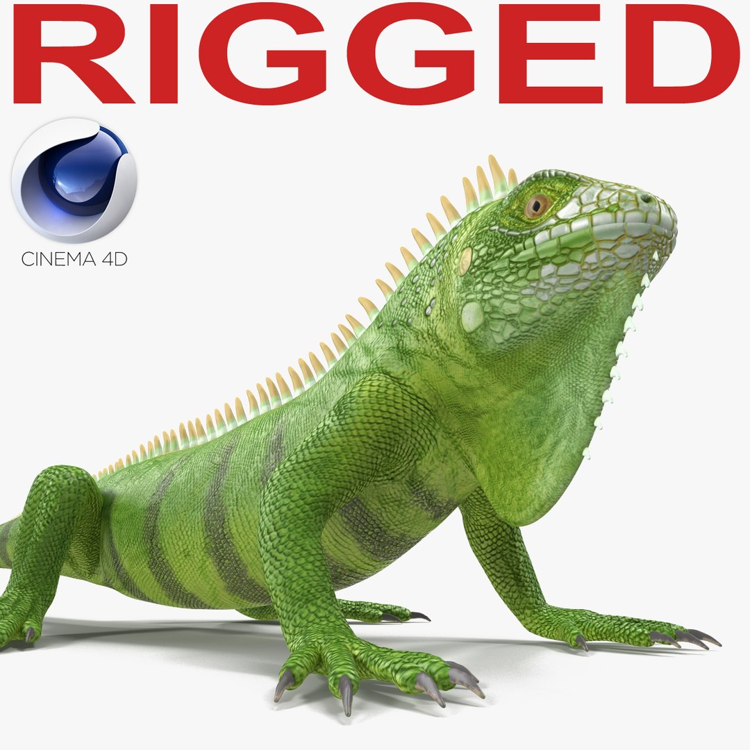 Green Iguana Rigged for Cinema 4D 3D model preview