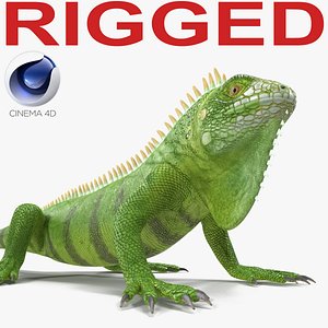 green iguana rigged 3d c4d