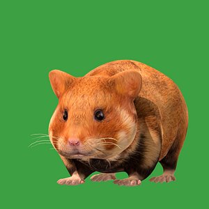 3D European Hamster model