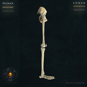 3d human lower appendicular skeleton bone