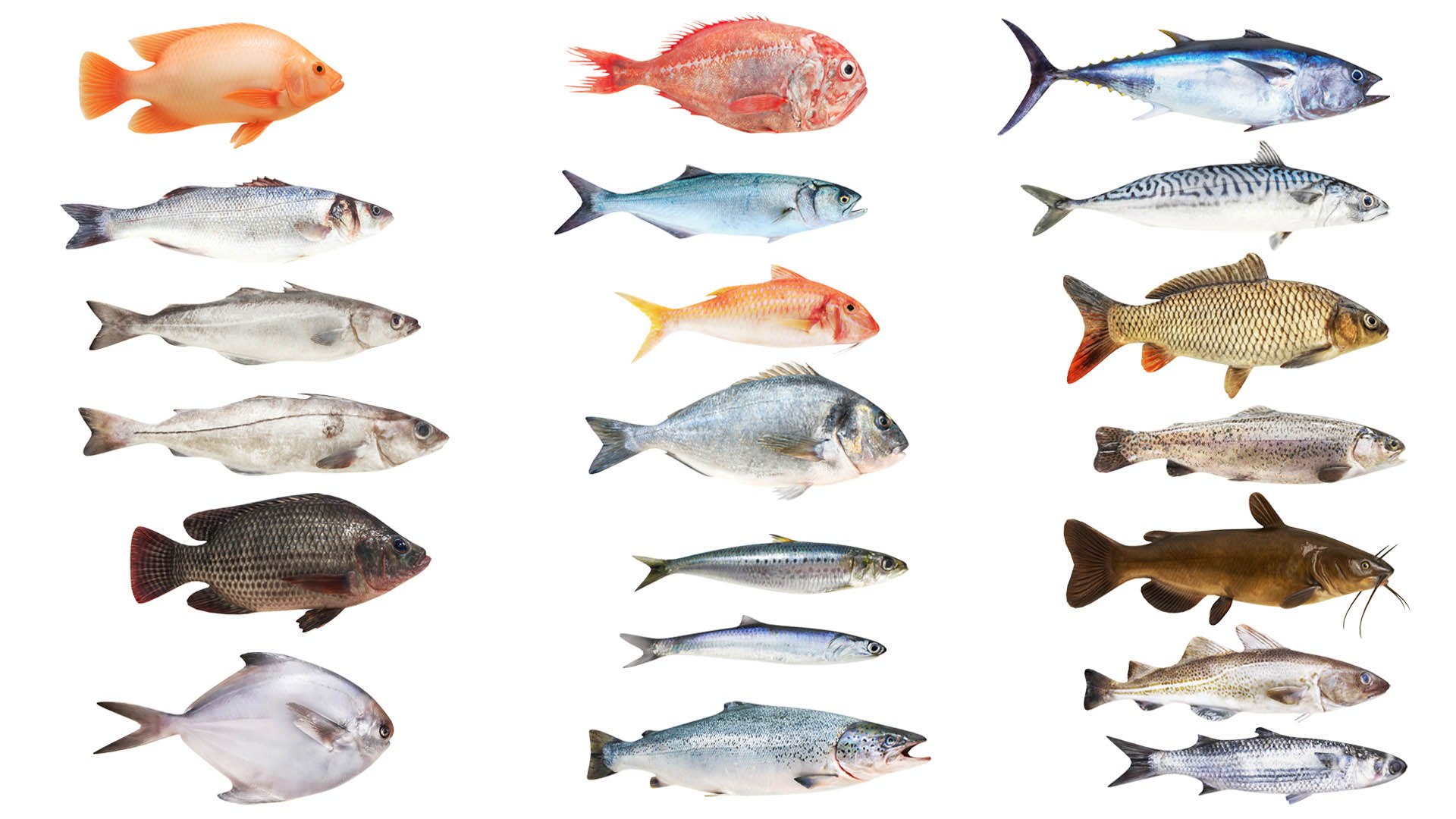 3D Big Fish Collection 20 in 1 model https://p.turbosquid.com/ts-thumb/uH/w4yiO0/EU/col101/jpg/1743727879/1920x1080/fit_q87/88292e15c832bd1650cc1d7e59c764e7a932840f/col101.jpg